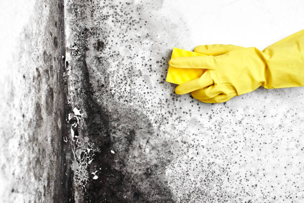Best Industrial Mold Remediation  in Camp Verde, AZ