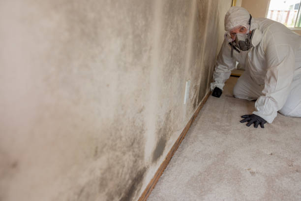 Best Mold Removal for HVAC Installations  in Camp Verde, AZ